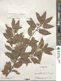 Quercus ilex image