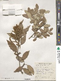 Quercus ilex image