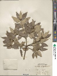 Quercus ilex image