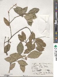 Quercus ilex image