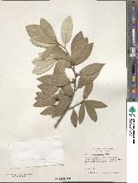 Quercus hypoleucoides image