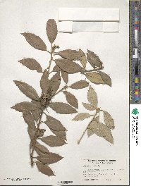 Quercus ilex image