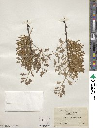 Quercus ilicifolia image