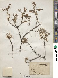 Quercus ilicifolia image