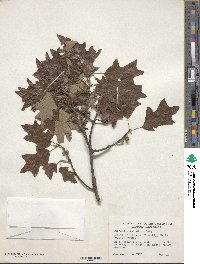 Quercus ilicifolia image