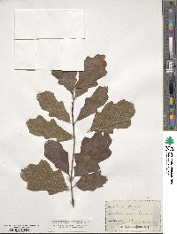 Quercus ilicifolia image