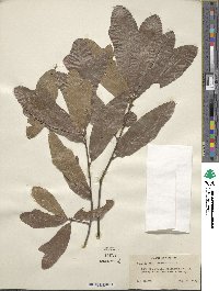 Quercus imbricaria image