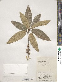 Quercus imbricaria image