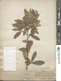 Quercus imbricaria image