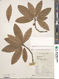 Quercus imbricaria image