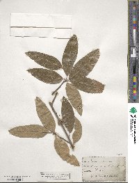 Quercus imbricaria image