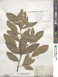 Quercus imbricaria image