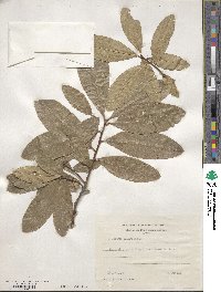 Quercus imbricaria image