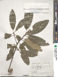 Quercus imbricaria image