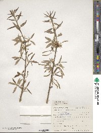 Quercus imbricaria image