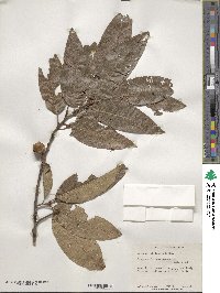 Quercus imbricaria image