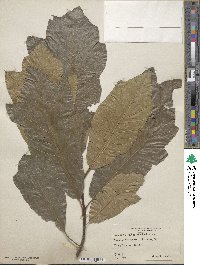 Quercus imbricaria image