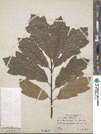 Quercus imbricaria image