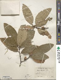 Quercus imbricaria image