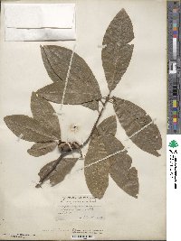 Quercus imbricaria image