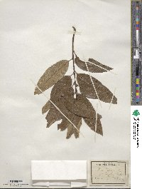 Quercus imbricaria image