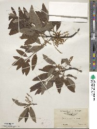 Quercus imbricaria image