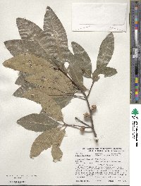 Quercus imbricaria image