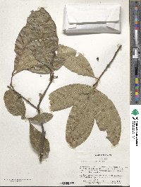 Quercus imbricaria image