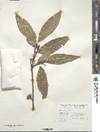 Quercus imbricaria image