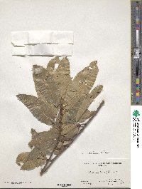 Quercus imbricaria image