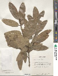 Quercus imbricaria image