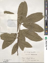 Quercus imbricaria image