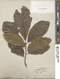 Quercus imbricaria image