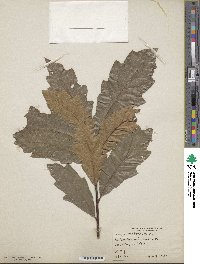 Quercus imbricaria image