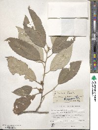 Quercus incana image