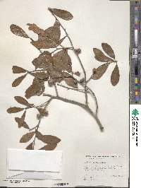 Quercus incana image