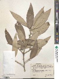 Quercus incana image