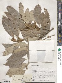 Quercus incana image