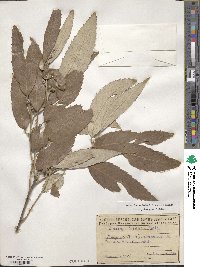 Quercus incana image