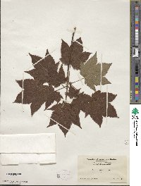 Acer argutum image