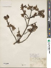 Acer argutum image