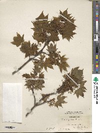 Acer argutum image