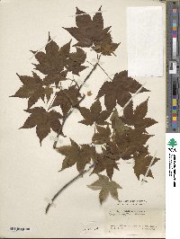 Acer argutum image