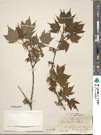 Acer argutum image