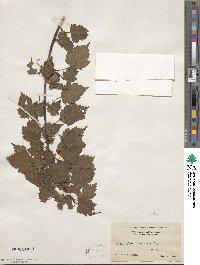 Acer stachyophyllum image