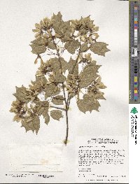 Acer buergerianum image