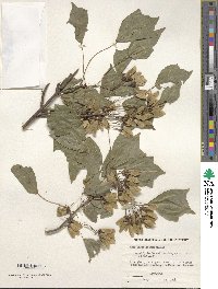 Acer buergerianum image