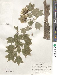 Acer buergerianum image