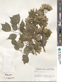 Acer buergerianum image