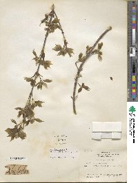 Acer buergerianum image